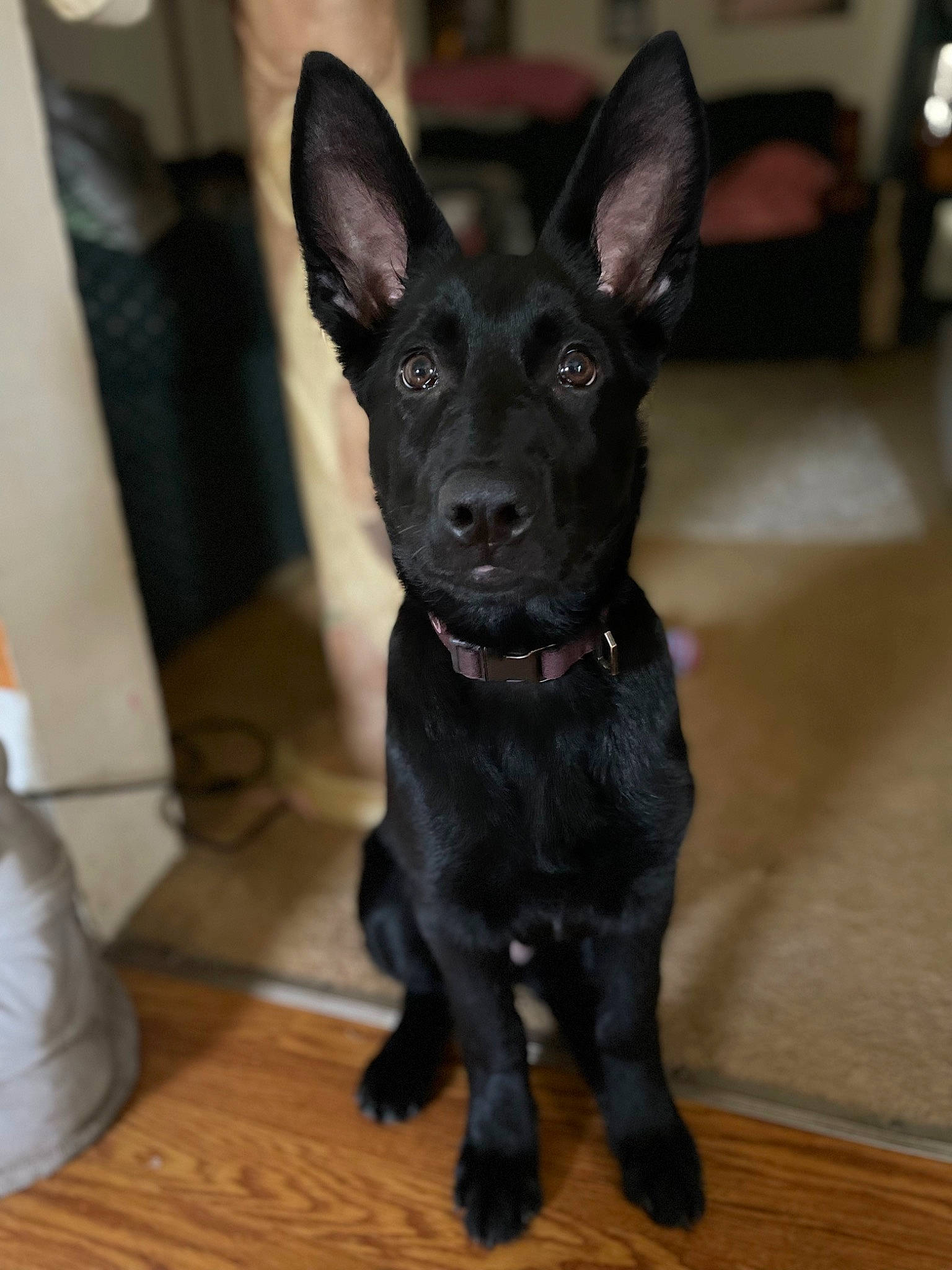 Dahlia is registered to the contest to win money with this photo: canidae, carnivore, companion_dog, dog, dog_breed, dog_collar, ear, fawn, flooring, fur, hardwood, non_sporting_group, snout, sporting_group, tail, toy_dog, whiskers, wood, wood_flooring, working_animal