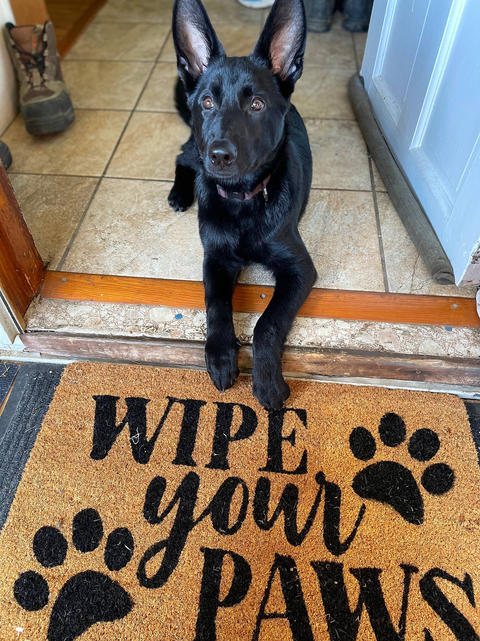 Dahlia joined the competition — help win amazing prizes! carnivore, companion_dog, dog, dog_breed, dog_collar, dog_supply, event, fawn, floor, flooring, font, fur, guard_dog, pet_supply, snout, tail, toy_dog, whiskers, wood, working_animal