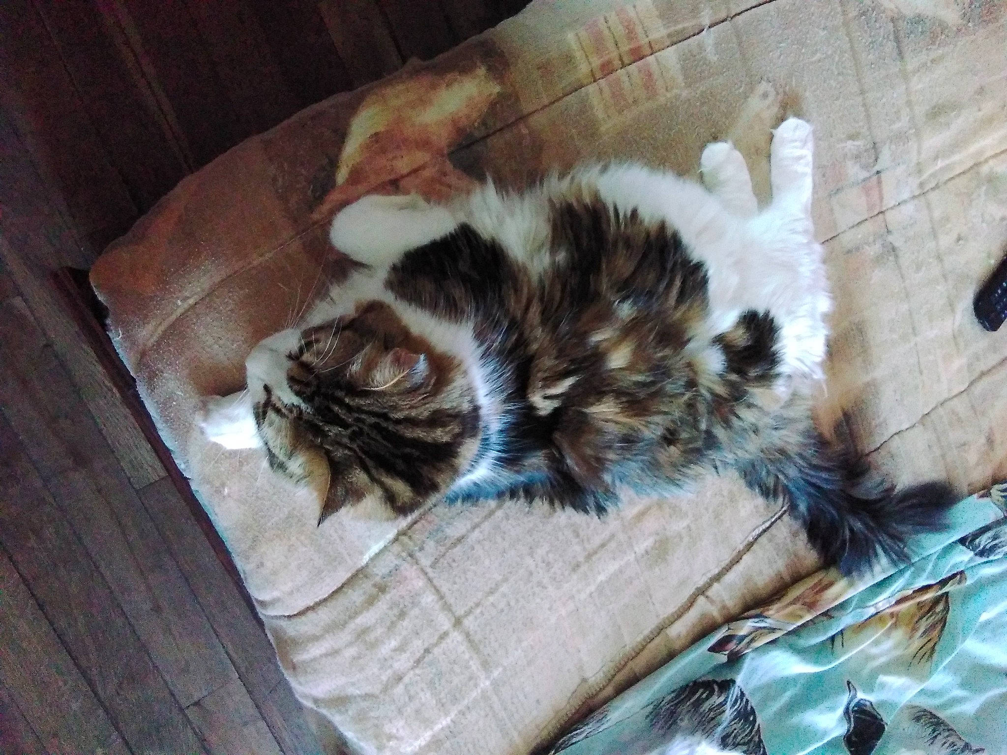 Marie a rejoint le concours — aidez-le/la à gagner de superbes lots ! carnivore, cat, european_shorthair, felidae, fur, kitten, mammal, norwegian_forest_cat, small_to_medium_sized_cats, whiskers