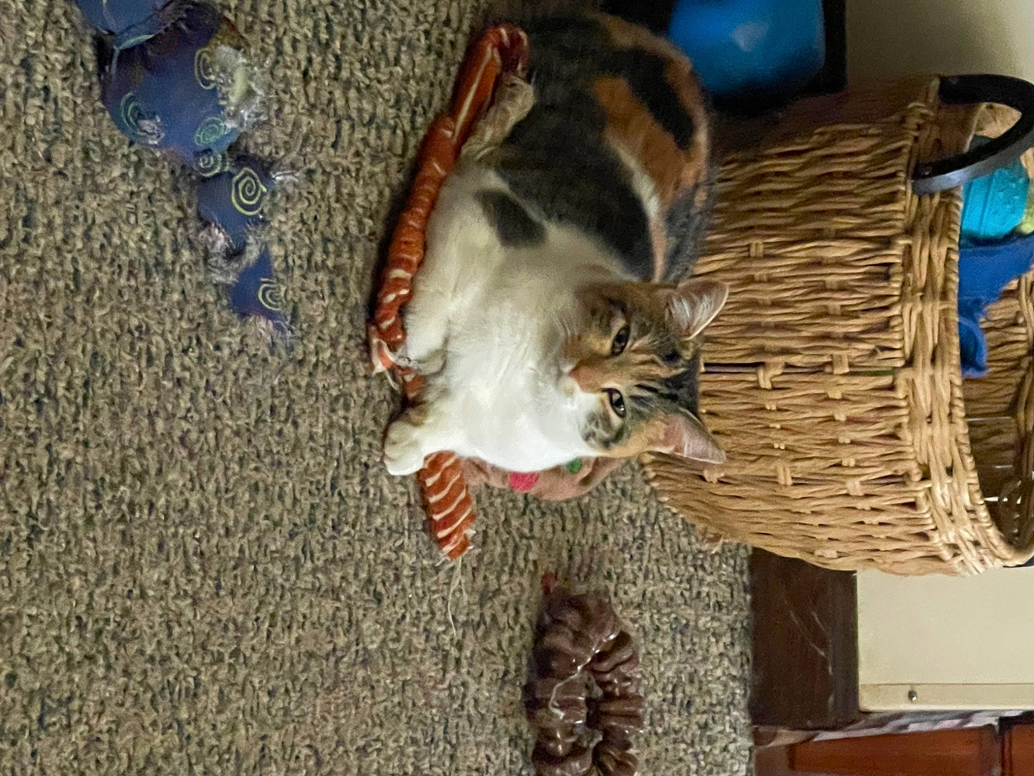 Bristol joined the competition — help win amazing prizes! basket, brown, carnivore, cat, cat_supply, claw, comfort, dog_breed, domestic_short_haired_cat, felidae, flooring, fur, hardwood, paw, room, small_to_medium_sized_cats, storage_basket, tail, whiskers, wood