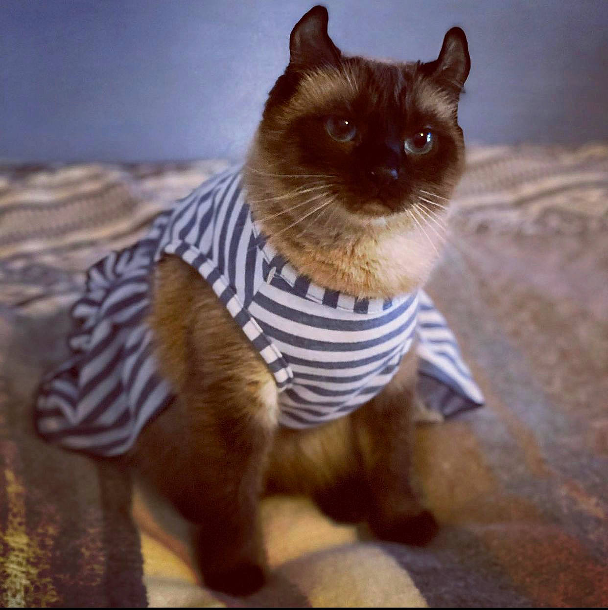 Blu joined the competition — help win amazing prizes! carnivore, cat, claw, domestic_short_haired_cat, electric_blue, fawn, felidae, fur, paw, photo_caption, siamese, small_to_medium_sized_cats, snout, tail, terrestrial_animal, thai, toy, whiskers, wildlife, wood