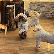 Pistache participe au concours pour gagner de l'argent avec cette photo : dog, dogs, small_dog, fluffy, white_dog, shih_tzu, pet, animal, puppy, ball, toy, playing, standing, face, fur, tail, indoor, wood_floor, brick_wall, potted_plant