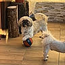 dog, dogs, small_dog, fluffy, white_dog, shih_tzu, pet, animal, puppy, ball, toy, playing, standing, face, fur, tail, indoor, wood_floor, brick_wall, potted_plant