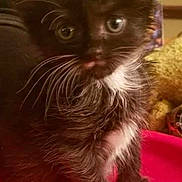 Olive-Oil is registered to the contest to win money with this photo: kitten, cat, black_and_white, fluffy, whiskers, paws, curious, young_animal, pet, indoor, cute, feline, fur, close_up, pink_surface, small, animal, mammal, domestic_animal, adorable