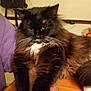 Olive-Oil joined the competition — help win amazing prizes! cat, fluffy, black_cat, white_whiskers, brown_fur, indoor, wooden_table, pet, animal, relaxed, feline, long_hair, domestic_cat, closeup, whiskers, person_partial, purple_shirt, home, resting, table
