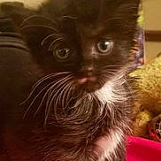 Baby Olive-Oil is registered to the contest to win money with this photo: adorable, animal, black_and_white, cat, closeup, curious, cute, domestic, feline, fluffy, fur, indoor, kitten, pet, pink_surface, playful, small, whiskers, young