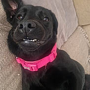Mia joined the competition — help win amazing prizes! animal, black_dog, canine, close_up, collar, couch, cute, dog, domestic_animal, ear_up, funny_expression, furry, indoor, lying_down, pet, pink_collar, portrait, relaxed, smiling, teeth