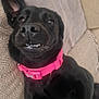animal, black_dog, canine, close_up, collar, couch, cute, dog, domestic_animal, ear_up, funny_expression, furry, indoor, lying_down, pet, pink_collar, portrait, relaxed, smiling, teeth