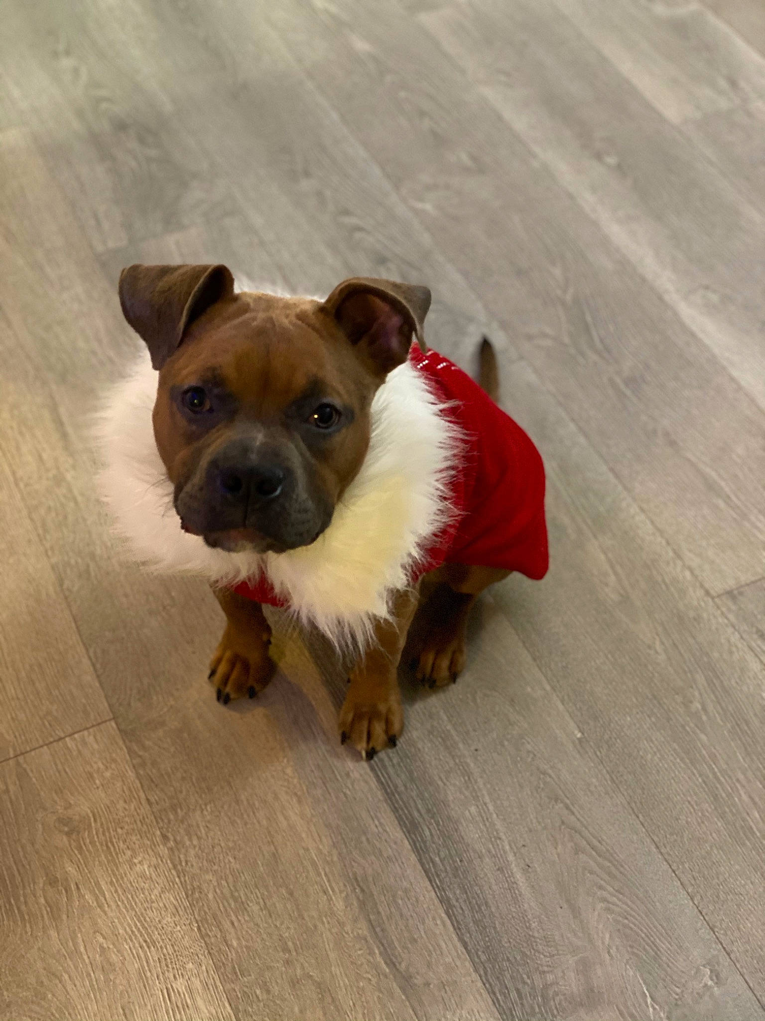 Nova joined the competition — help win amazing prizes! beige, carnivore, companion_dog, dog, dog_breed, dog_clothes, dog_supply, fawn, floor, flooring, hardwood, laminate_flooring, liver, mammal, puppy, snout, sporting_group, wood_flooring, wood_stain, working_animal