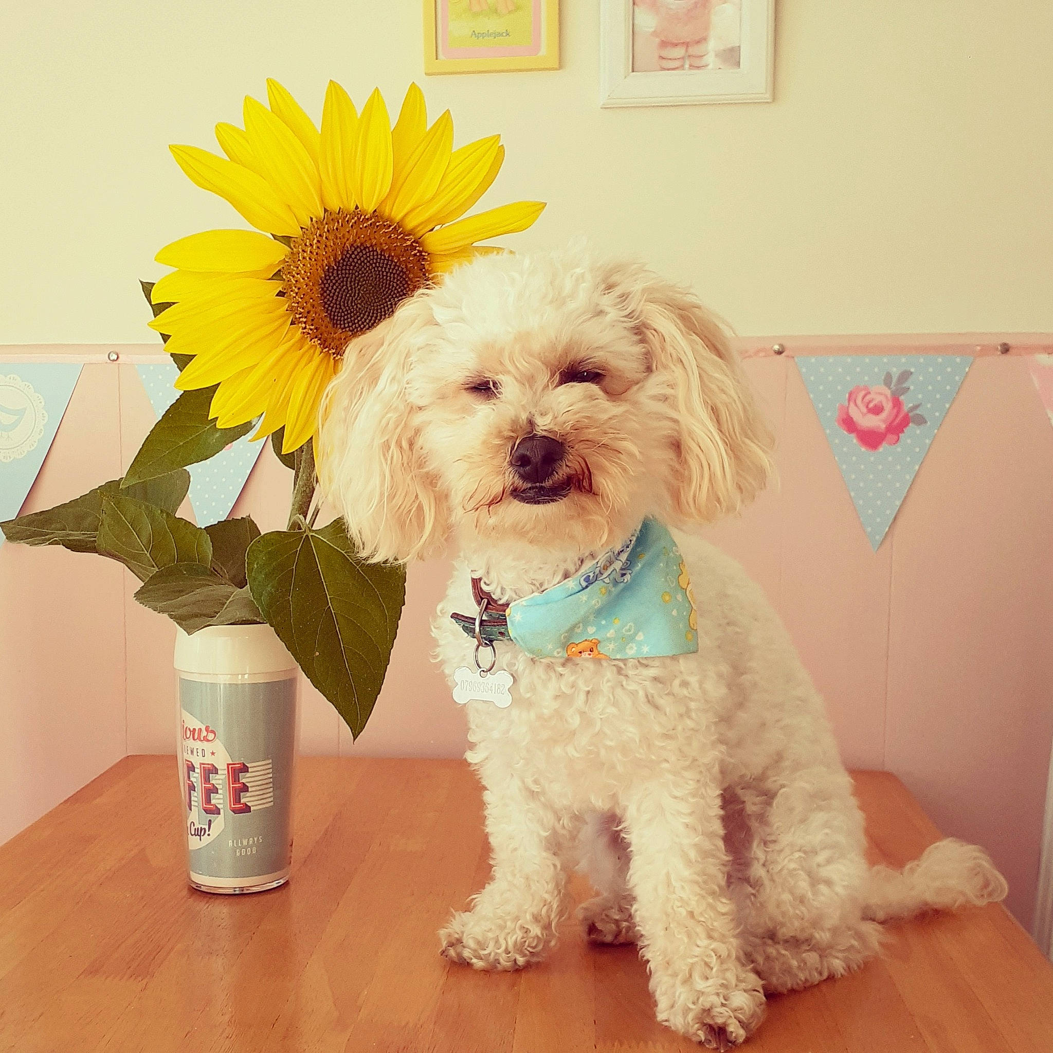 Bonnie joined the competition — help win amazing prizes! canidae, carnivore, companion_dog, dog, dog_breed, dog_collar, dog_supply, flower, fur, happy, petal, plant, poodle, small_terrier, sporting_group, sunglasses, terrier, toy_dog, water_dog, yellow
