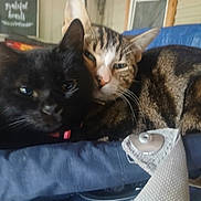 Stormy joined the competition — help win amazing prizes! cat, cats, black_cat, tabby_cat, pet, animal, feline, snuggling, resting, cozy, indoor, closeup, sleepy, fur, whiskers, ears, collar, soft, cute, companions