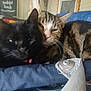 cat, cats, black_cat, tabby_cat, pet, animal, feline, snuggling, resting, cozy, indoor, closeup, sleepy, fur, whiskers, ears, collar, soft, cute, companions
