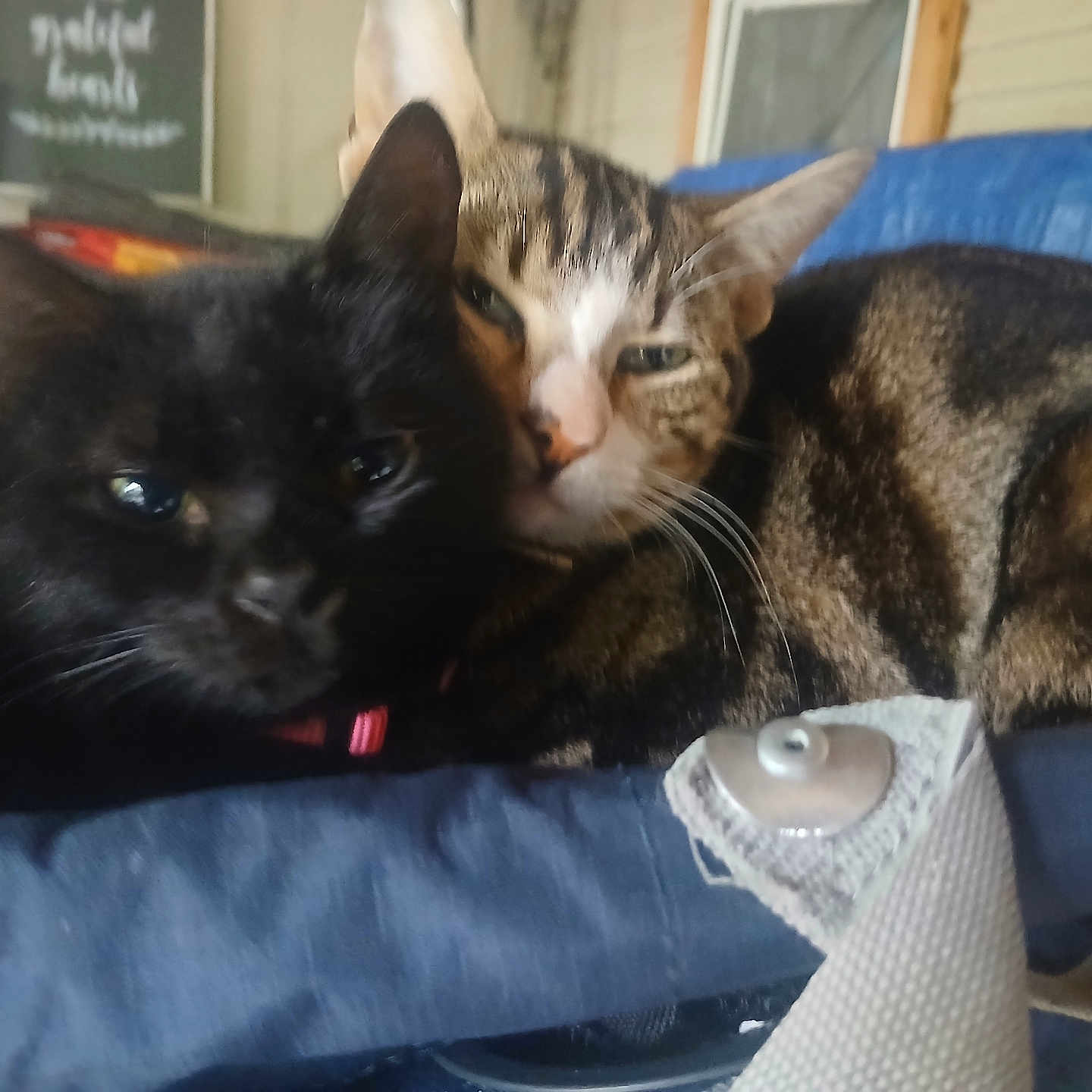 Stormy joined the competition — help win amazing prizes! animal, black_cat, cat, cats, closeup, collar, companions, cozy, cute, ears, feline, fur, indoor, pet, resting, sleepy, snuggling, soft, tabby_cat, whiskers