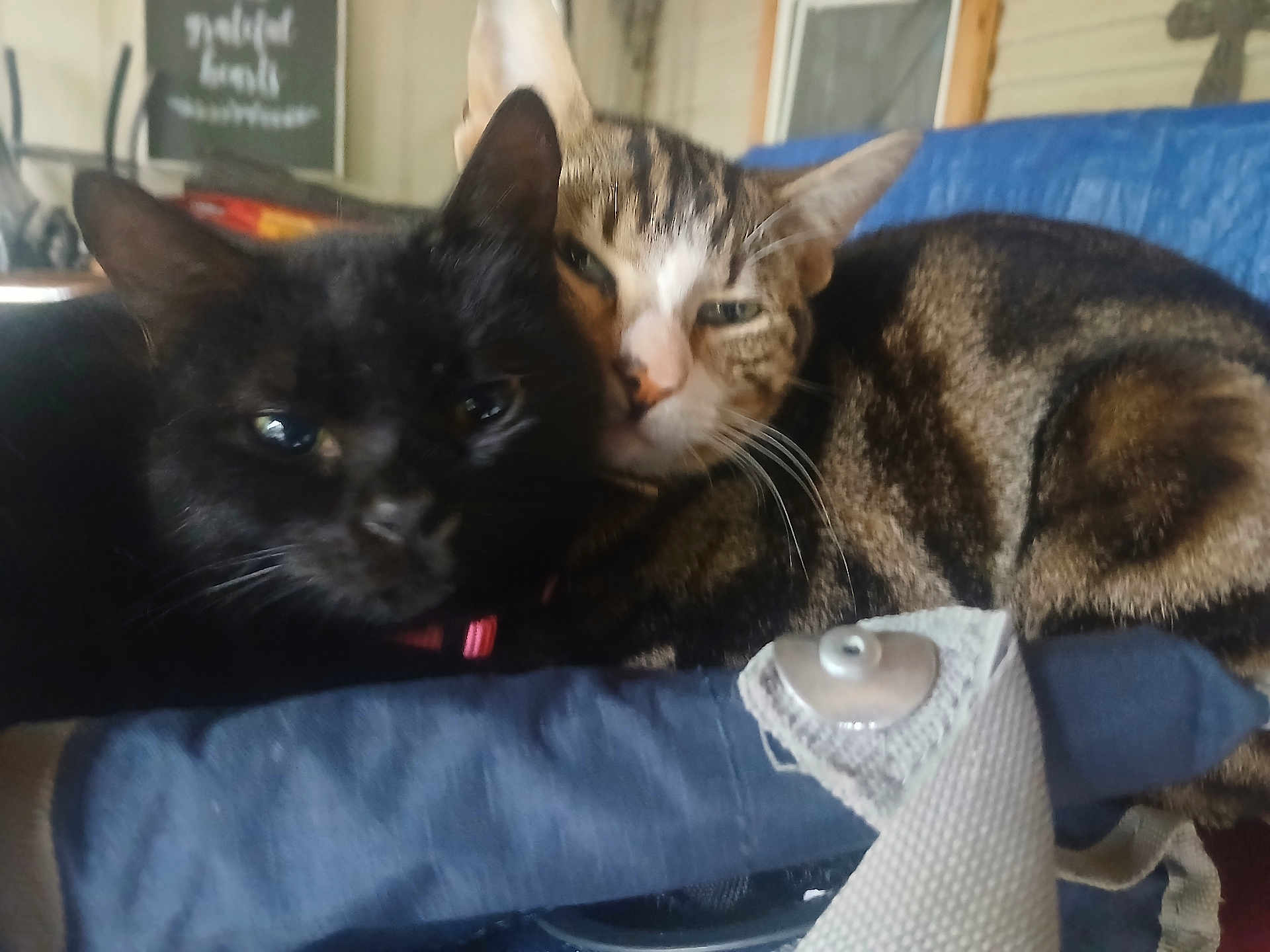 Stormy joined the competition — help win amazing prizes! cat, cats, black_cat, tabby_cat, pet, animal, feline, snuggling, resting, cozy, indoor, closeup, sleepy, fur, whiskers, ears, collar, soft, cute, companions