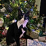 Bootz is registered to the contest to win money with this photo: cat, tuxedo_cat, bow_tie, white_collar, christmas_tree, ornaments, holiday_lights, gift_bag, presents, festive, indoor, black_and_white, animal, pet, decorations, holiday, curious, christmas, winter, celebration