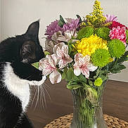 Bootz is registered to the contest to win money with this photo: cat, tuxedo_cat, flowers, bouquet, vase, table, placemat, mirror, indoor, plant, pet, curious, black_and_white, whiskers, wooden_table, decor, houseplant, colorful, still_life, domestic_animal