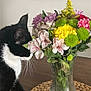 cat, tuxedo_cat, flowers, bouquet, vase, table, placemat, mirror, indoor, plant, pet, curious, black_and_white, whiskers, wooden_table, decor, houseplant, colorful, still_life, domestic_animal