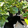 Bootz joined the competition — help win amazing prizes! cat, black_and_white, plant, leaf, potted_plant, outdoor, sunlight, shadow, concrete, fence, relaxed, lying_down, greenery, nature, animal, pet, whiskers, eyes, fur, daylight