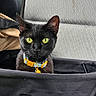 animal, bag, black_cat, car_seat, cat, closeup, collar, curious, cute, domestic_animal, ears, feline, green_eyes, indoor, looking, pet, portrait, seat, texture, whiskers