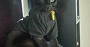 Bennett joined the competition — help win amazing prizes! cat, black_cat, glasses, clothing, collar, yellow_tag, pet, indoor, feline, animal, sitting, blanket, soft, cute, portrait, whiskers, ears, eyes, black_fur, furniture