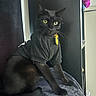cat, black_cat, glasses, clothing, collar, yellow_tag, pet, indoor, feline, animal, sitting, blanket, soft, cute, portrait, whiskers, ears, eyes, black_fur, furniture