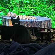 Bennett joined the competition — help win amazing prizes! cat, television, chipmunk, nuts, tree_stump, greenery, indoor, blanket, animal, nature_show, watching, silhouette, furniture, living_room, plant, wildlife, screen, pet, curious, dark