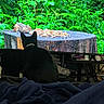 cat, television, chipmunk, nuts, tree_stump, greenery, indoor, blanket, animal, nature_show, watching, silhouette, furniture, living_room, plant, wildlife, screen, pet, curious, dark