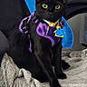 Bennett is registered to the contest to win money with this photo: cat, black_cat, purple_harness, yellow_eyes, collar, blue_tag, blanket, indoor, chair, furniture, pet, animal, domestic_cat, seated, looking_at_camera, cozy, household, soft_texture, relaxed, curious