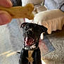 dog, black_dog, white_markings, happy, excited, treat, bone_shaped_treat, indoor, living_room, carpet, rug, couch, pillow, pet, canine, playful, looking_up, mouth_open, ears_up, collar
