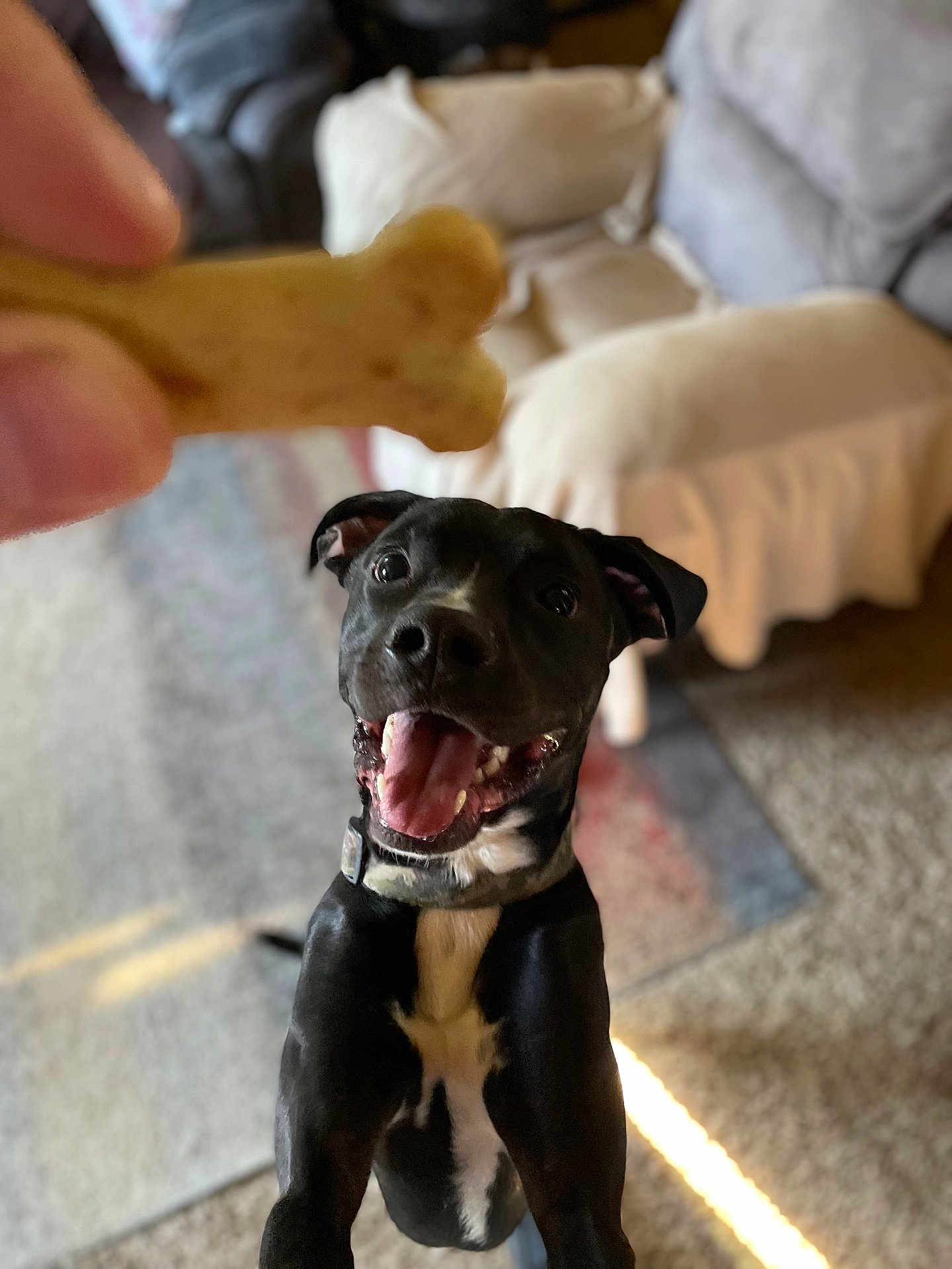 Murphy joined the competition — help win amazing prizes! dog, black_dog, white_markings, happy, excited, treat, bone_shaped_treat, indoor, living_room, carpet, rug, couch, pillow, pet, canine, playful, looking_up, mouth_open, ears_up, collar
