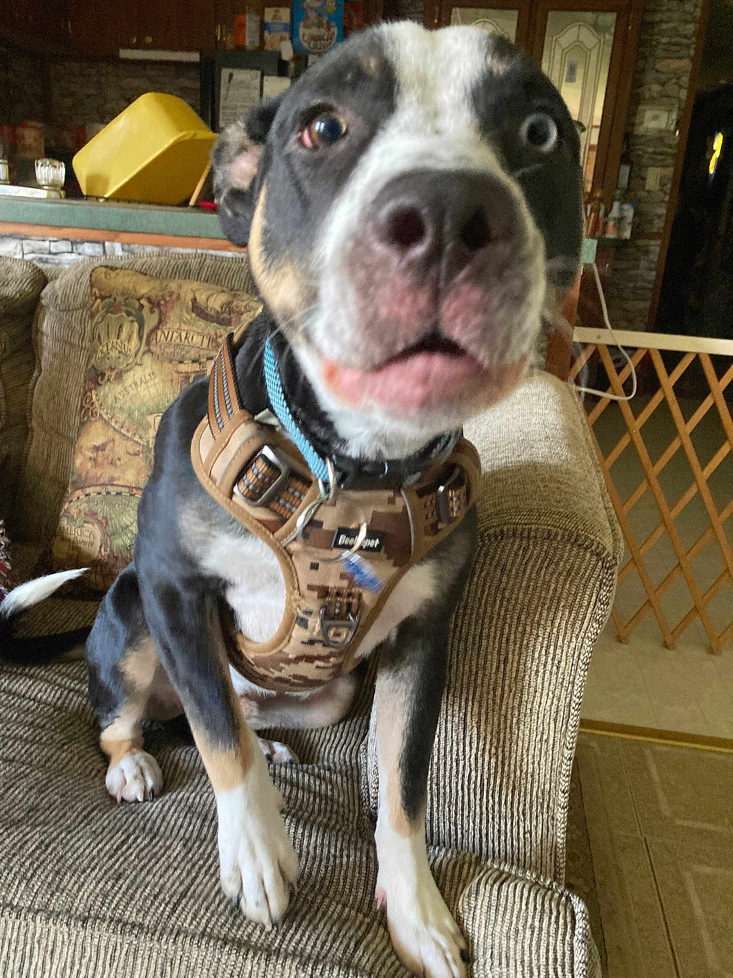 Rocket joined the competition — help win amazing prizes! dog, pet, couch, indoor, harness, close_up, living_room, furniture, curious, black_and_white, brown, nose, paw, sitting, domestic, canine, household, cozy, wooden, gate