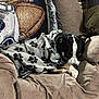 Rocket is registered to the contest to win money with this photo: black, blanket, brown, canine, comfort, couch, cozy, dog, domestic, furniture, home, indoor, nap, paw_prints, pet, pillows, relaxation, resting, sleeping, white