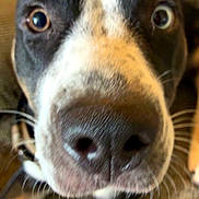 Rocket is registered to the contest to win money with this photo: dog, close_up, nose, eyes, indoor, curious, pet, animal, whiskers, fur, face, canine, domestic_animal, expression, portrait, friendly, muzzle, brown, white, black