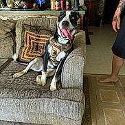 Rocket joined the competition — help win amazing prizes! barefoot, black_and_white_dog, carpet, couch, cushion, dog, domestic_dog, floor_tiles, happy_dog, harness, indoor, interior, kitchen_counter, living_room, person, pillows, snacks, soda_cans, tattoo, tongue_out