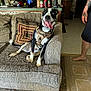 barefoot, black_and_white_dog, carpet, couch, cushion, dog, domestic_dog, floor_tiles, happy_dog, harness, indoor, interior, kitchen_counter, living_room, person, pillows, snacks, soda_cans, tattoo, tongue_out
