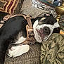 black_and_white, closeup, comfort, couch, cozy, decor, dog, fabric, furniture, harness, home, indoor, lamp, nose, paw, pet, pillow, relaxed, resting, sleeping