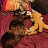 Yuumi participe au concours pour gagner de l'argent avec cette photo : cat, tortoiseshell_cat, bed, pillow, stuffed_animal, plush_toy, maroon, purple_wall, elephant_pillow, fish_pillow, feline, resting, sleeping, cozy, indoor, fur, animal, pet, soft_toy, home