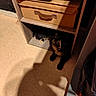 Yuumi a rejoint le concours — aidez-le/la à gagner de superbes lots ! cat, tortoiseshell_cat, wooden_shelf, box, shadow, light, floor, indoor, pet, hiding, cute, feline, animal, dark, sunlight, cozy, home, resting, curious, quiet