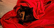 Yuumi participe au concours pour gagner de l'argent avec cette photo : cat, tortoiseshell_cat, blanket, red_blanket, bed, indoor, pet, fur, whiskers, cozy, curious, animal, resting, cute, warm, comfort, feline, portrait, soft, domestic_animal