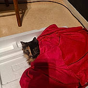 Yuumi participe au concours pour gagner de l'argent avec cette photo : cat, blanket, red_blanket, foam_box, floor, indoor, pet, fur, animal, cozy, curious, two_tone_face, snug, resting, warm, home, feline, soft_texture, comfort, nestled