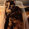 Yuumi participe au concours pour gagner de l'argent avec cette photo : animal, cat, close_up, container, cozy, curious, cute, domestic_animal, feline, fluffy, fur, golden_eyes, indoor, looking_up, pet, plastic_bin, resting, snug, tortoiseshell, warm_lighting