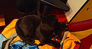 Rengar participe au concours pour gagner de l'argent avec cette photo : cat, black_cat, blanket, chair, desk, office, indoor, sitting, furniture, shelf, books, computer_speaker, mouse_pad, mouse, red_carpet, relaxing, pet, cozy, warm_lighting, quiet