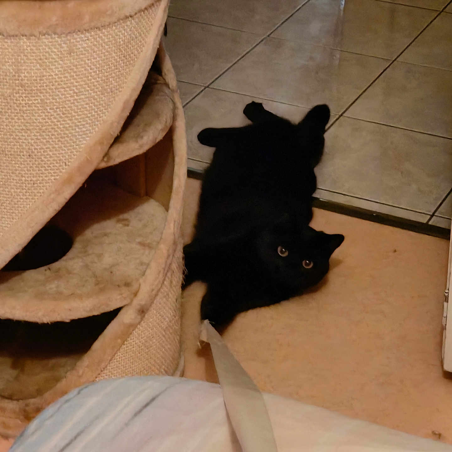 Rengar participe au concours pour gagner de l'argent avec cette photo : black_cat, cat_tree, indoor, floor, tile_floor, carpet, doorway, pet, animal, feline, curious, domestic, cozy, resting, eyes, fur, home, soft, blanket, quiet