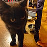 cat, black_cat, blurred, indoor, wooden_floor, pet_bowl, food_bag, animal, feline, close_up, walking, floor, domestic, curious, home, pet, kitchen, background_objects, furniture, shadow