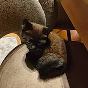 Rengar a rejoint le concours — aidez-le/la à gagner de superbes lots ! kitten, cat, black_cat, indoor, chair, pet, animal, feline, cozy, curled_up, fur, cute, small, looking, domestic, soft, warm_lighting, floor, wood, furniture