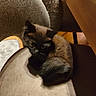 kitten, cat, black_cat, indoor, chair, pet, animal, feline, cozy, curled_up, fur, cute, small, looking, domestic, soft, warm_lighting, floor, wood, furniture