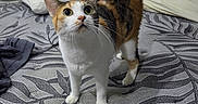 Hinata joined the competition — help win amazing prizes! alert, animal, bed, calico, cat, cozy, curious, domestic, ears, eyes, feline, fur, home, indoor, patterned_bedspread, pet, pillow, tail, texture, whiskers