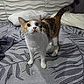 alert, animal, bed, calico, cat, cozy, curious, domestic, ears, eyes, feline, fur, home, indoor, patterned_bedspread, pet, pillow, tail, texture, whiskers