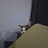 Hinata joined the competition — help win amazing prizes! animal, blanket, cat, cozy, curious, cute, ears, eyes, feline, fur, indoor, mysterious, peeking, pets, quiet, resting, shadow, soft, wall, yellow