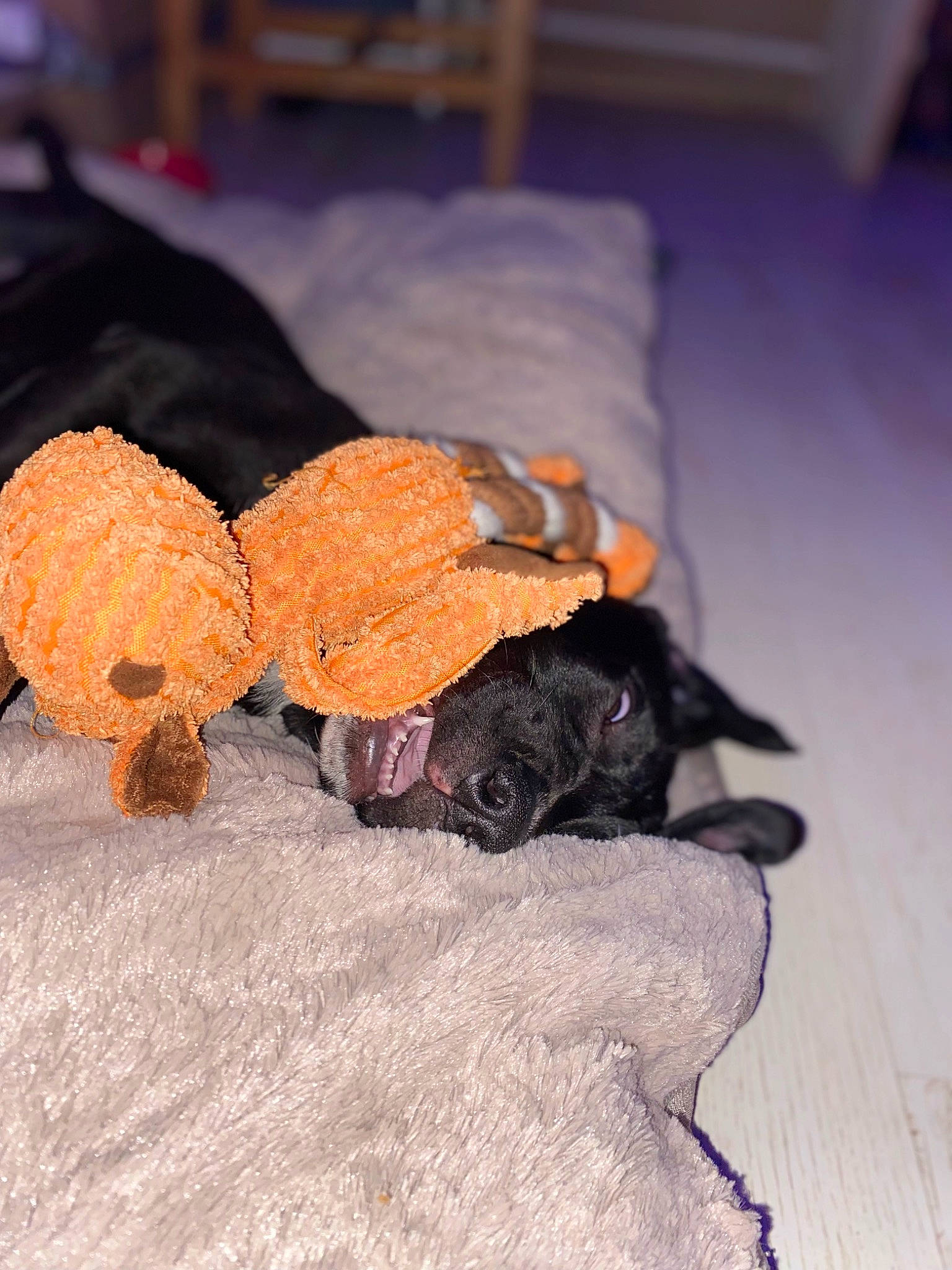 Horuss a rejoint le concours — aidez-le/la à gagner de superbes lots ! bed, canidae, carnivore, comfort, companion_dog, dog, dog_breed, dog_supply, fawn, felidae, flooring, fur, hardwood, liver, pet_supply, small_to_medium_sized_cats, sporting_group, tail, wood, working_animal